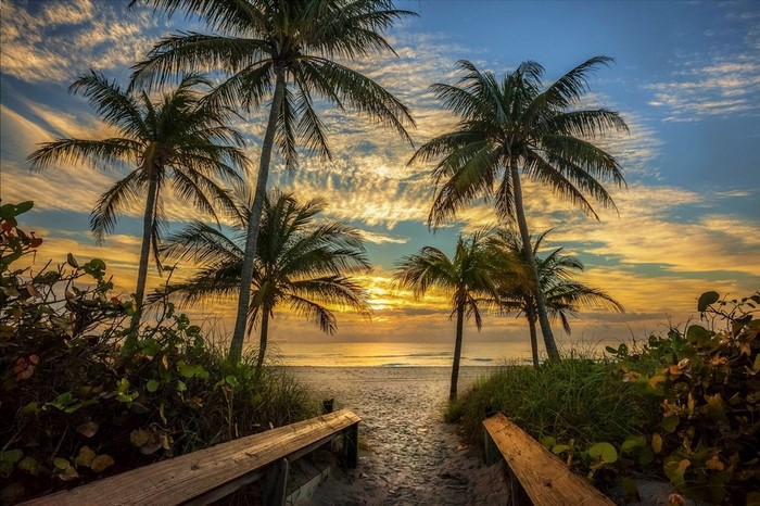Beach path with palm trees at sunset