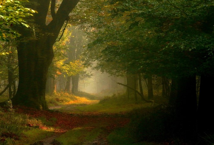 Misty forest path with sunlight filtering through trees