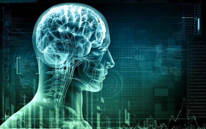 Digital Brain Anatomy with Data Overlays