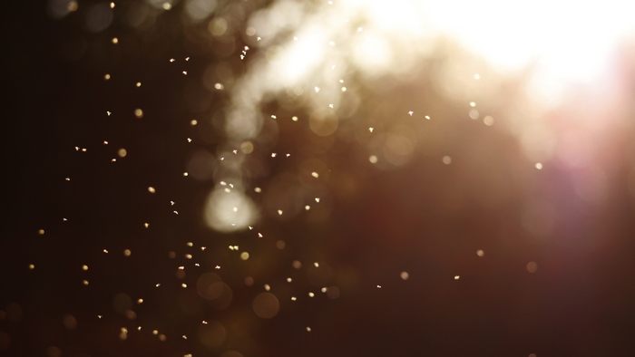 Bokeh with small flying insects and sunlight