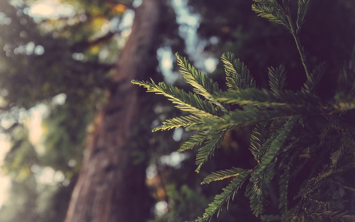 Close-up of redwood tree needles