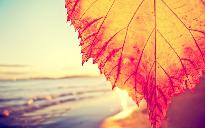 Close-up of a colorful autumn leaf by the beach at sunset