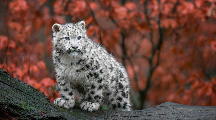 Adorable Snow Leopard Cub in Germany Fall