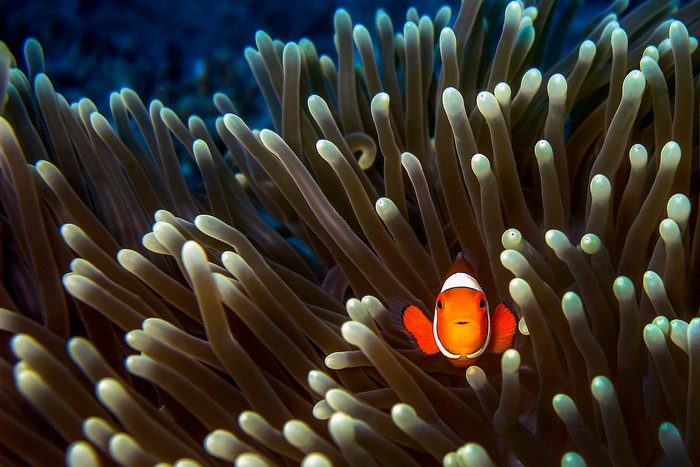 Clownfish Hidden Among Sea Anemone Tentacles