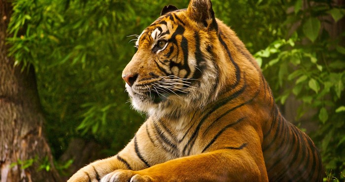 Tiger resting in a forest