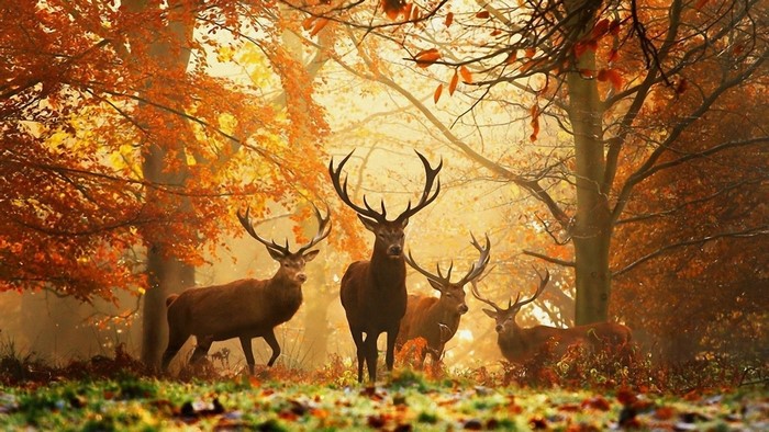 Deer in an autumn forest with colorful leaves