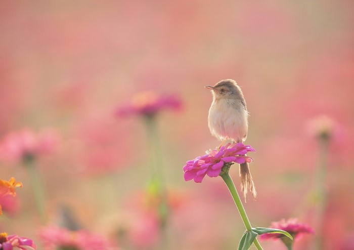 A small bird perched on a pink flower