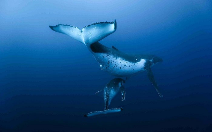 Majestic Whales Swimming Underwater