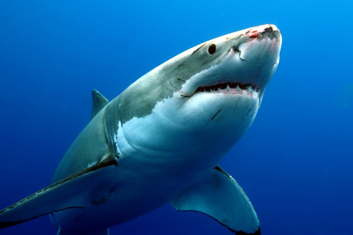 Great white shark swimming in blue ocean