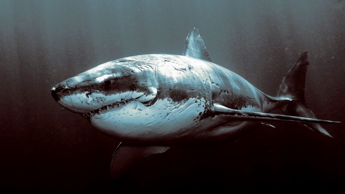 Close-up of a Great White Shark in Deep Water