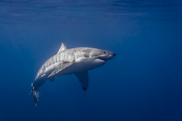 Great white shark swimming in blue ocean water