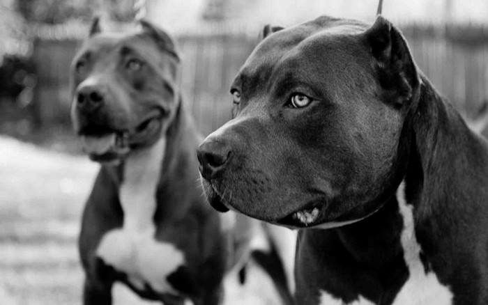 Two pit bull dogs in black and white