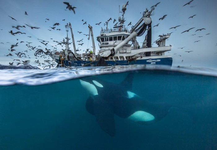 Orca and fishing boat with seagulls