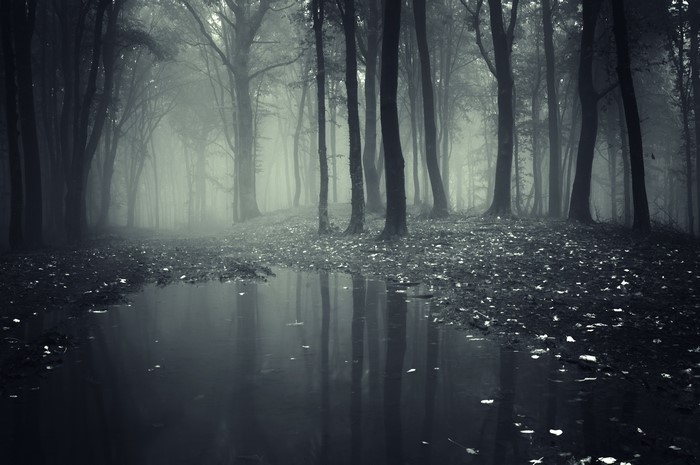 Misty forest with a pool of water