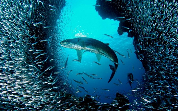 Large fish swims through a school of small fish