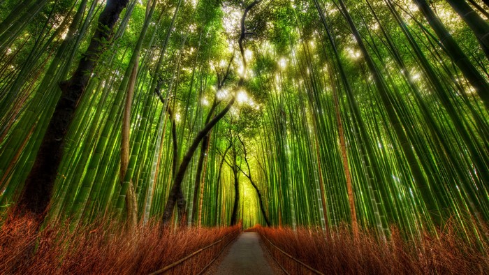 Bamboo forest path with sunlight