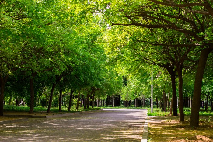 Tree-lined street in a park with sunlight