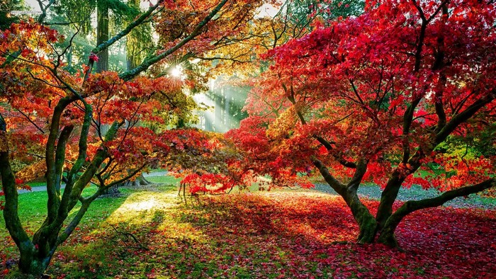 Autumn trees with red leaves and sun rays