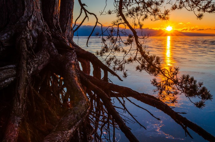 Tree roots by a lake at sunset