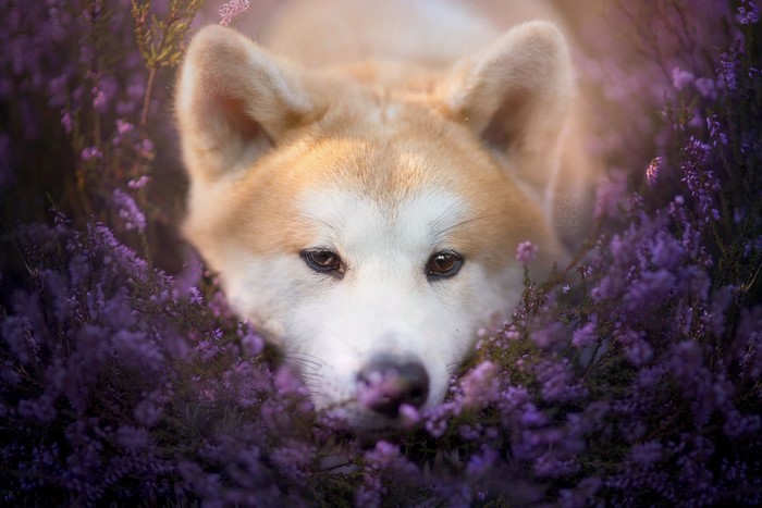 Akita dog lying in purple flowers