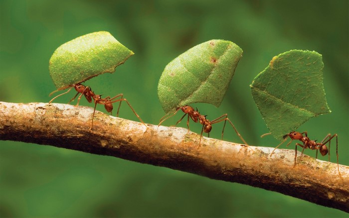 Leafcutter ants carrying leaves on a branch