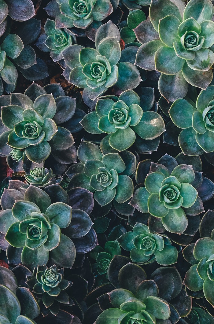 Close-up of a cluster of green succulents
