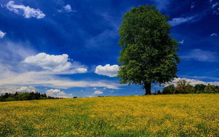 A lone tree in a field of yellow flowers under a blue sky