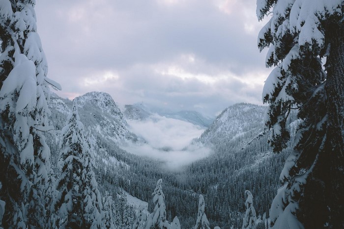 Snowy mountain pass with fog and pine trees