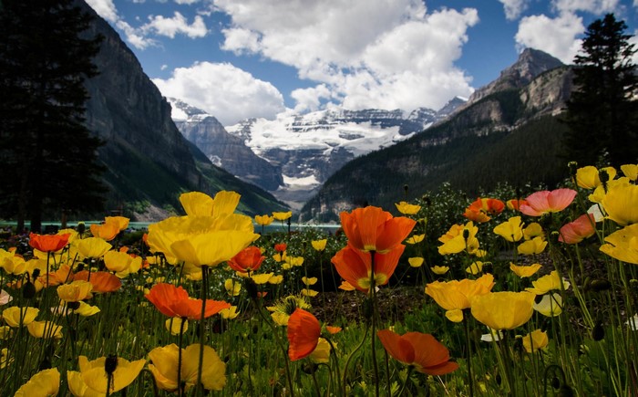 Vibrant Wildflowers Against Snowy Mountain Peaks