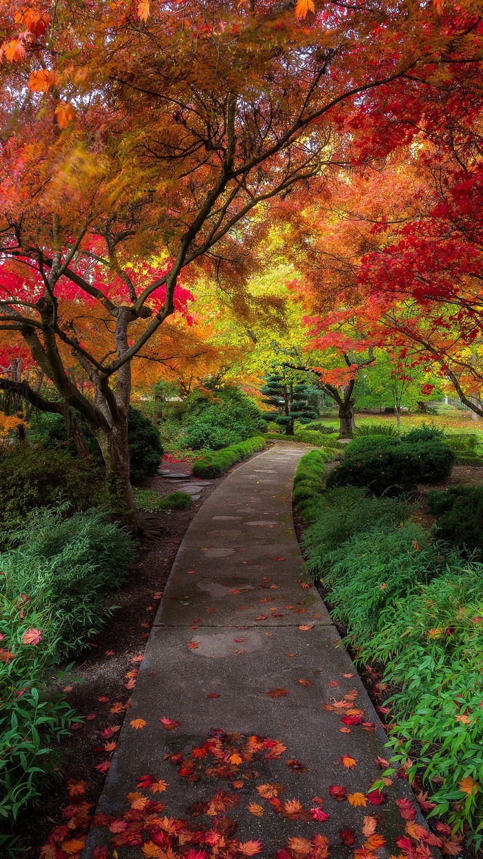 Autumn path in a Japanese garden