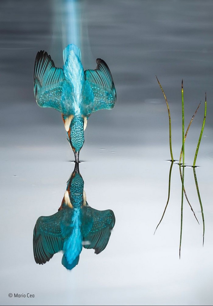 Kingfisher diving into water with reflection