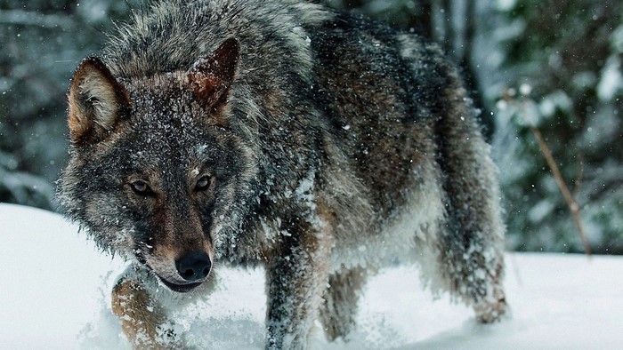 Wolf walking through snow in a forest