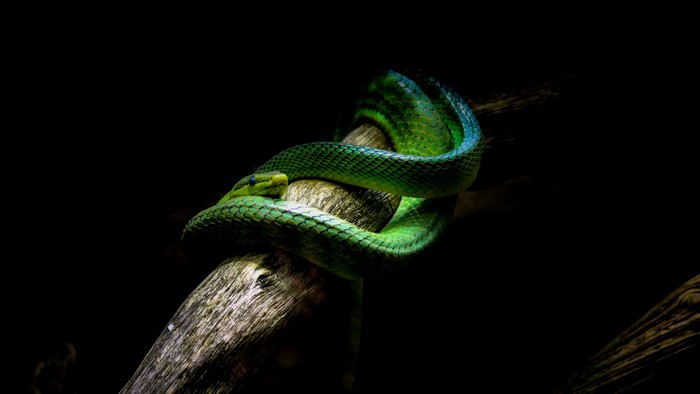 Green snake coiled on a branch against black background