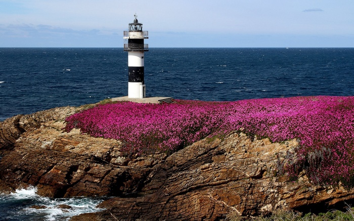 Lighthouse on a rocky coast with pink flowers