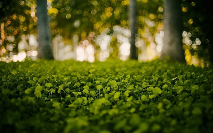 Green clover field with bokeh trees