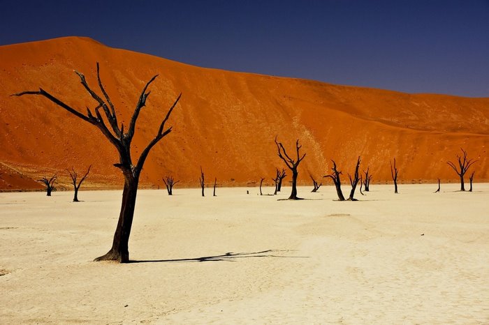 Dead trees in Deadvlei, Namibia