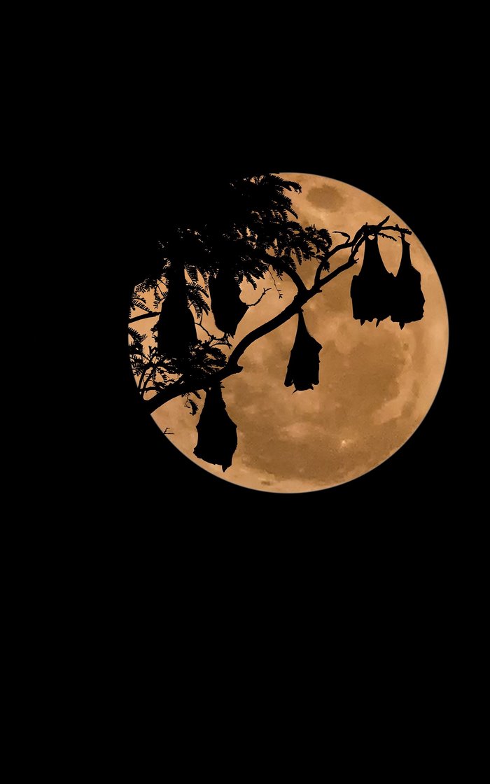 Bats hanging from a tree branch in front of a full moon