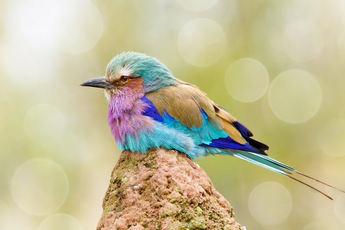 Lilac-breasted roller bird perched on a mound