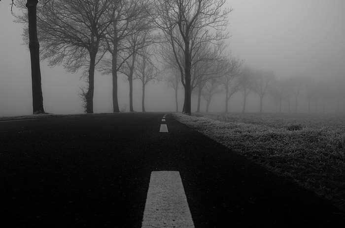 Foggy road lined with bare trees in winter