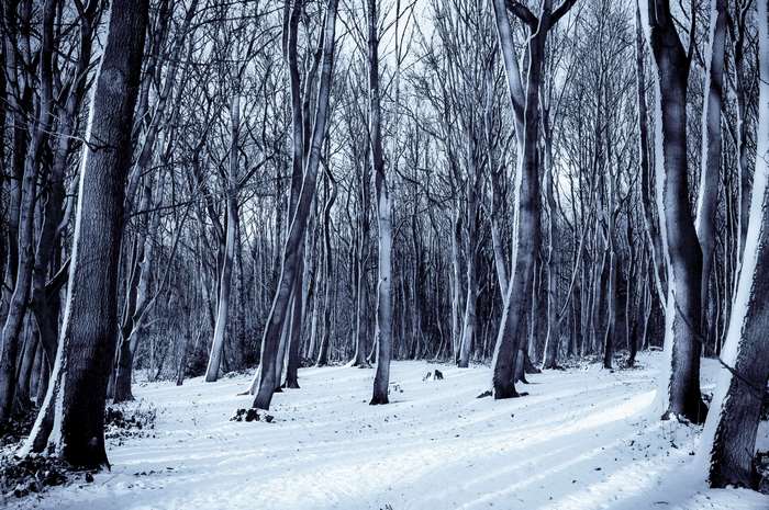 Snowy forest with bare trees in winter 4K