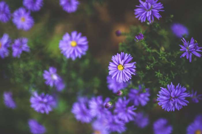 Purple asters blooming in a garden