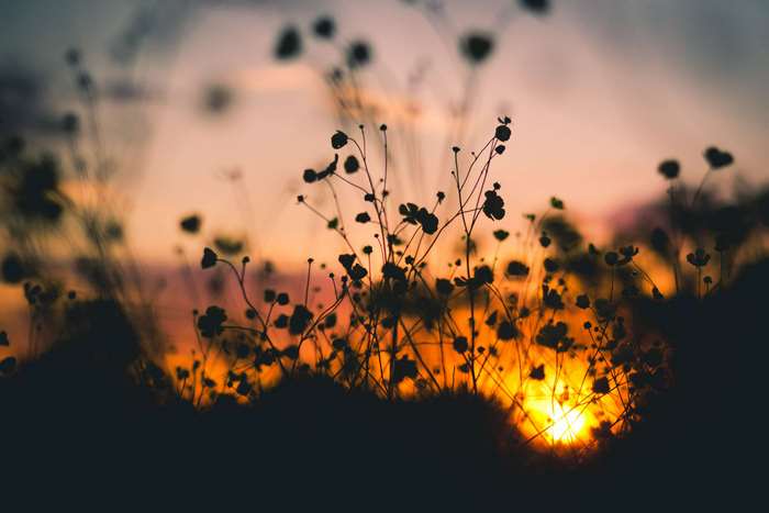 Silhouetted flowers at sunset