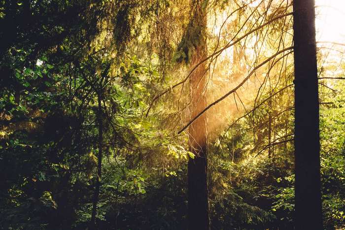 Sunlight filtering through a dense forest with trees