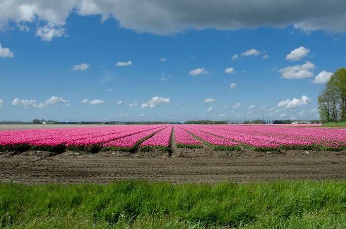 Pink tulip field in the Netherlands under a blue sky