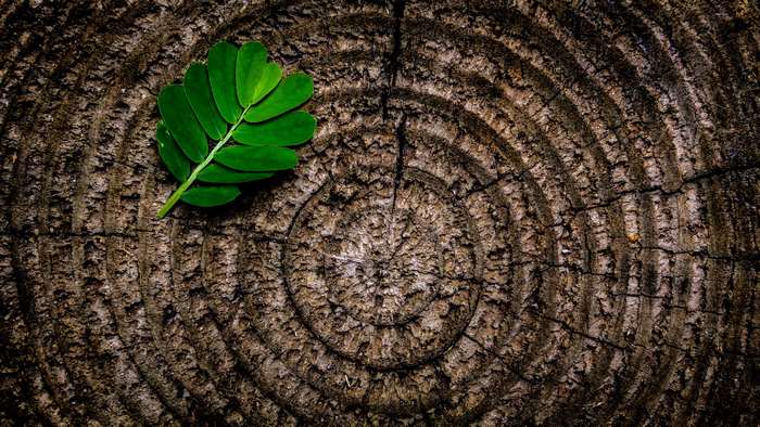 Green leaf on a textured tree stump with rings