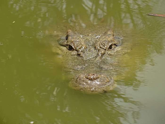Crocodile head emerging from murky water