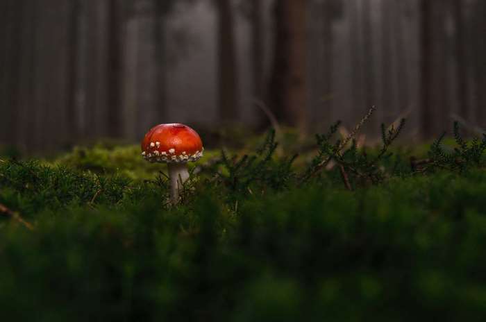Red mushroom in a dark forest 4K