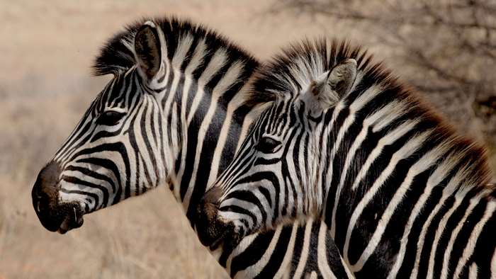 Two zebras in a dry, grassy field