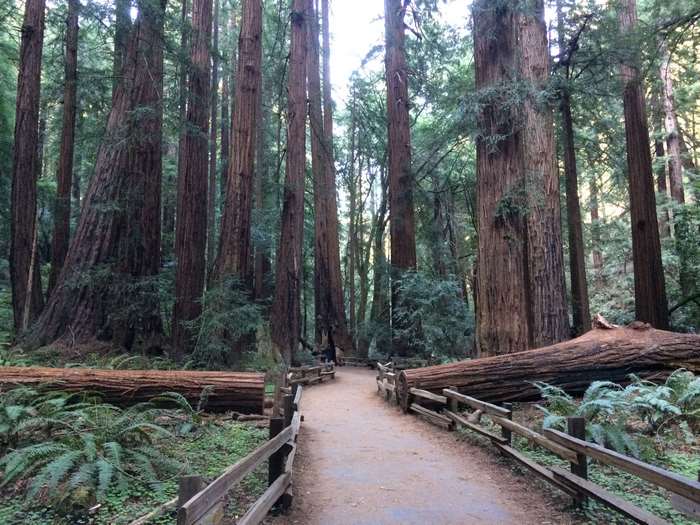 Muir Woods National Monument Redwood Forest