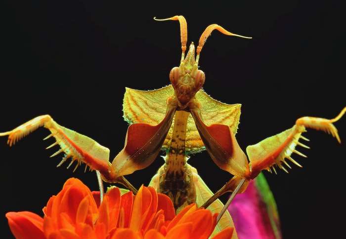 Close up of a praying mantis on a flower